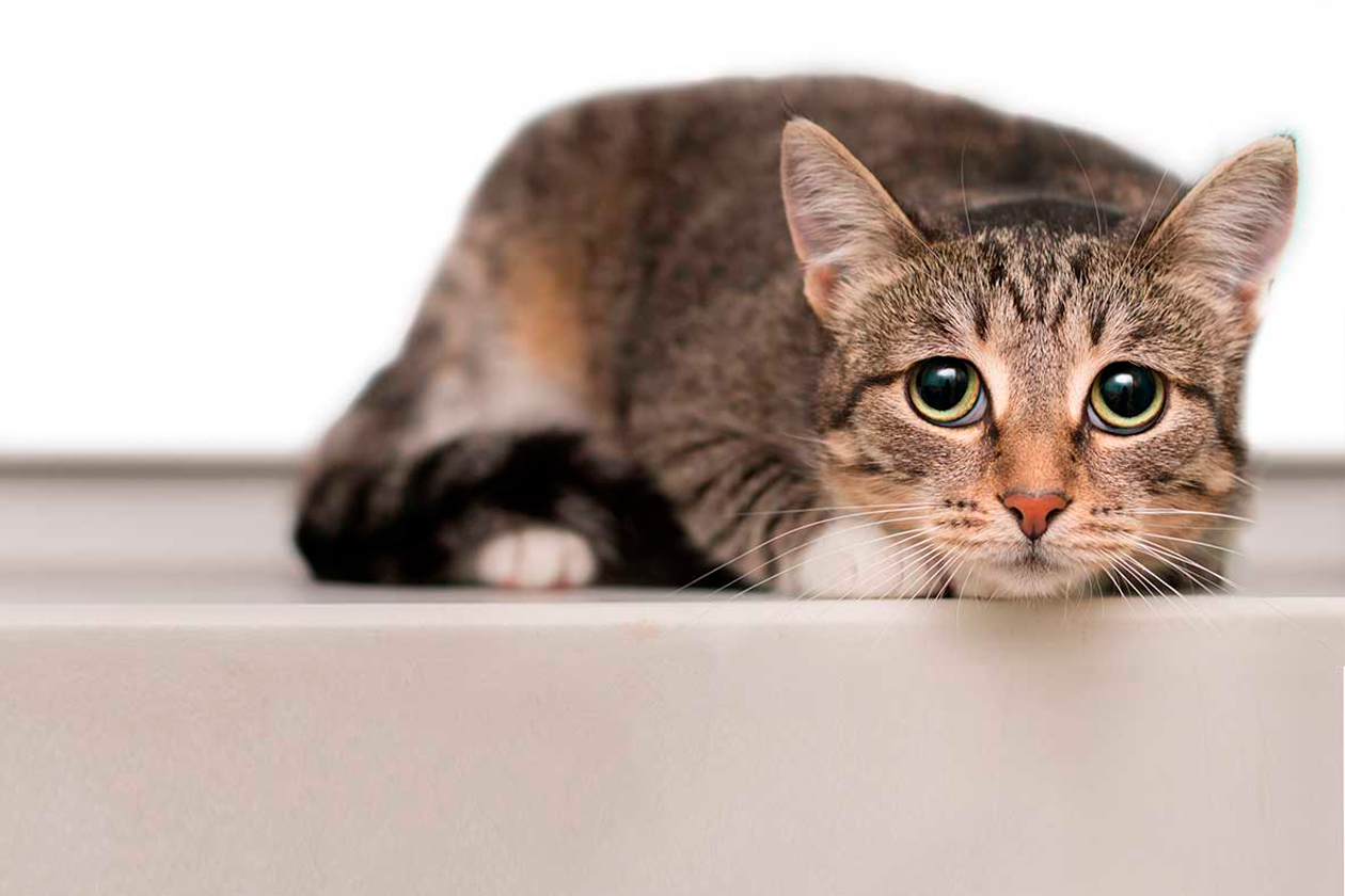 Kedi Korkusu ve Kedi Fobisi Neden Olur?