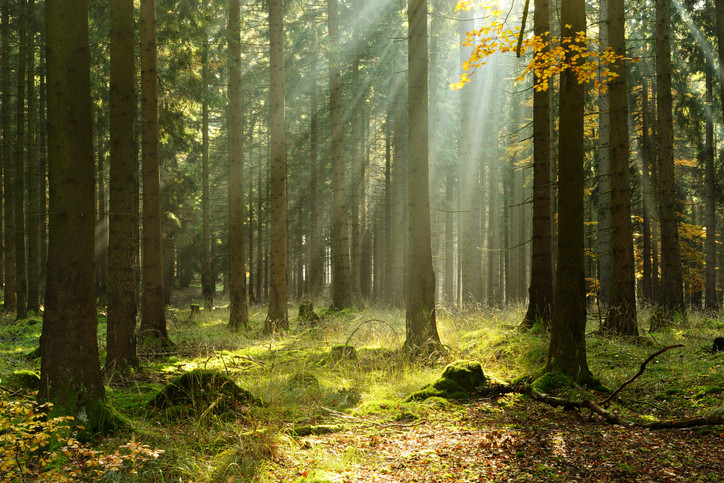 Orman Terapisi İle İlgili Sık Sorulan Sorular 